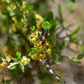 Ziziphus obtusifolia, Lotebush